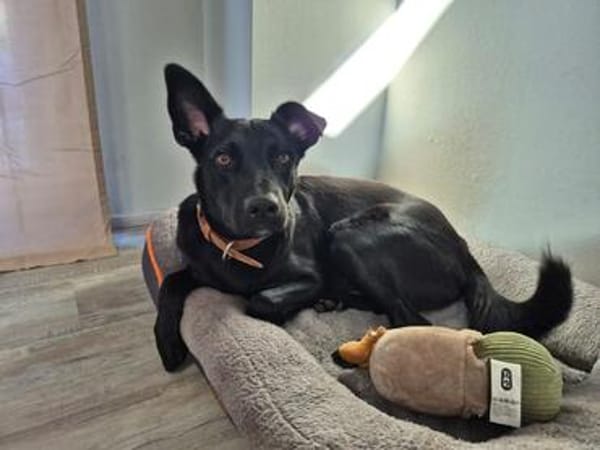ROCKY - aufgeschlossen, quirlig und immer interessiert