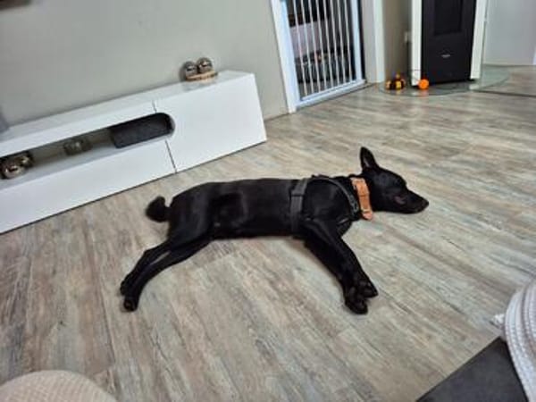 ROCKY - aufgeschlossen, quirlig und immer interessiert