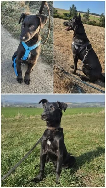 ROCKY - aufgeschlossen, quirlig und immer interessiert