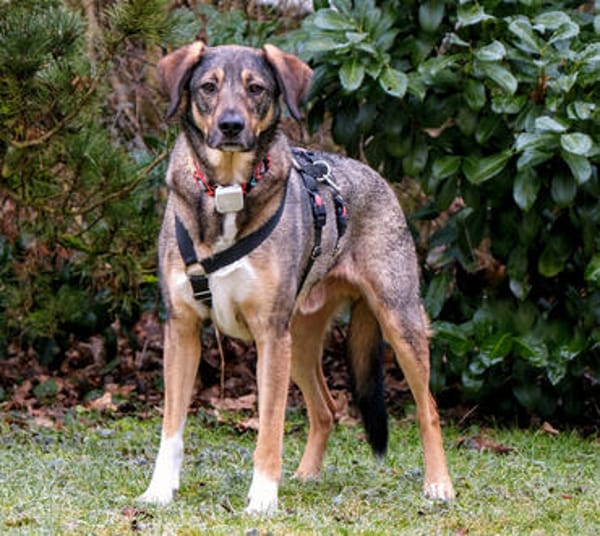 MOSTIE sucht ruhiges, liebevolles Zuhause