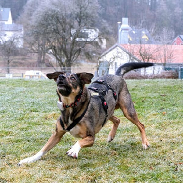 MOSTIE sucht ruhiges, liebevolles Zuhause