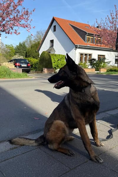 Laika  wartet in 50259 Pulheim auf deinen Besuch