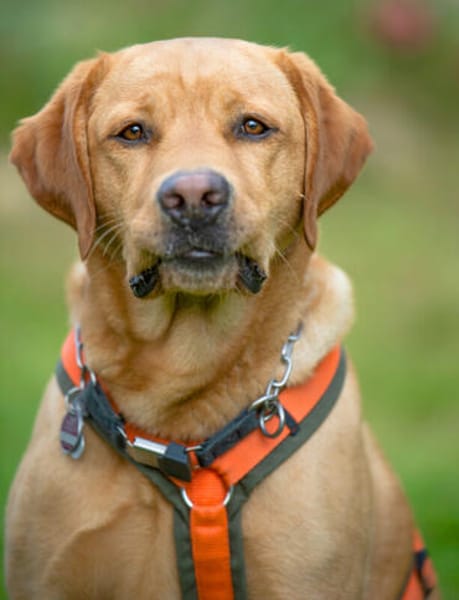 MR. SAM: toller Hund, der absolut klare Führung braucht
