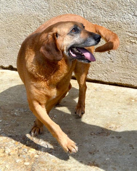 Lupe - Schlappohr sucht neues Zuhause