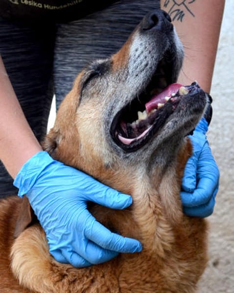 Lupe - Schlappohr sucht neues Zuhause