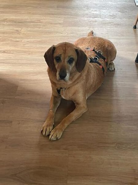 Lupe - Schlappohr sucht neues Zuhause