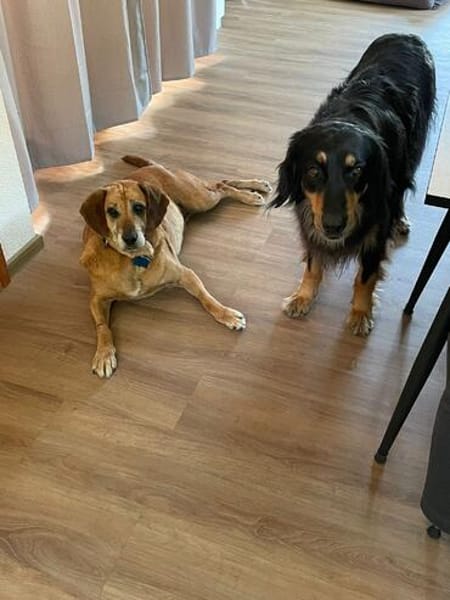 Lupe - Schlappohr sucht neues Zuhause