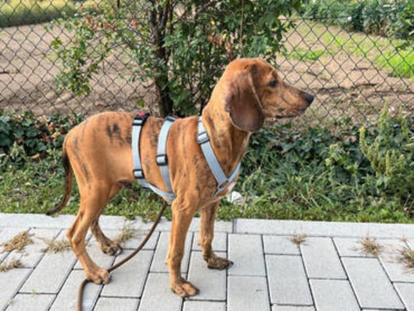 Geben Sie Pucci eine Chance?