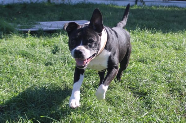 tyson