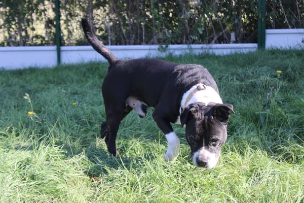 tyson