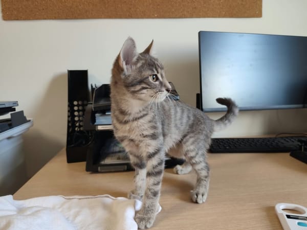ZAIRE QCT (a trouvé sa famille)