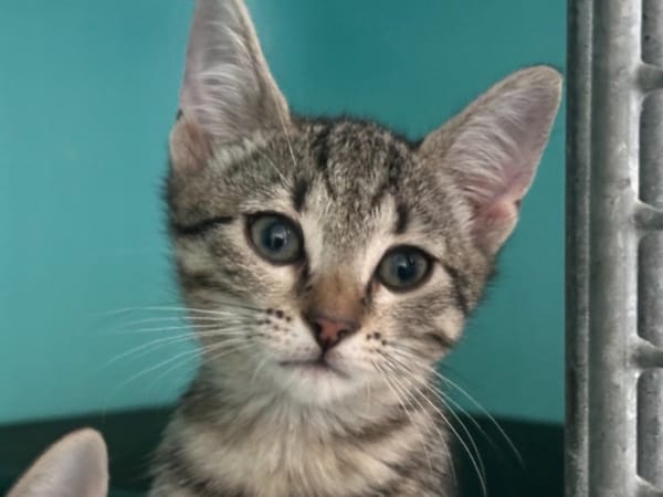 Novaé (en cours d'adoption)