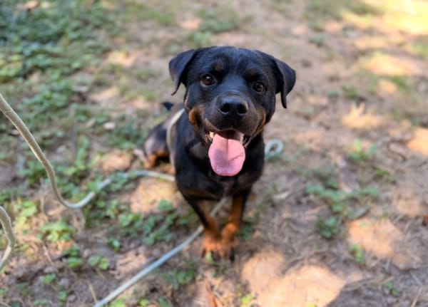 Rotti