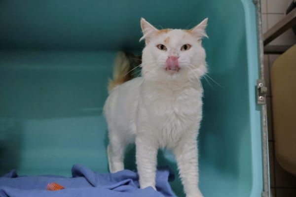 Princy (reservé)