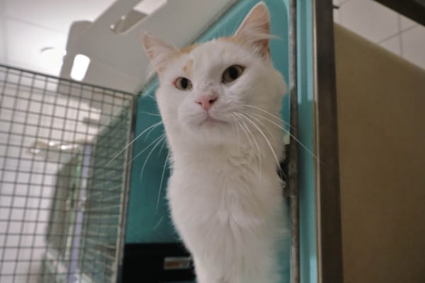 Princy (reservé)