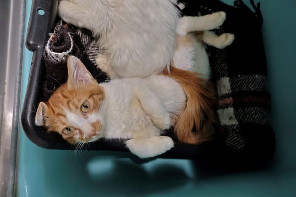 Litchi (en cours d'adoption)