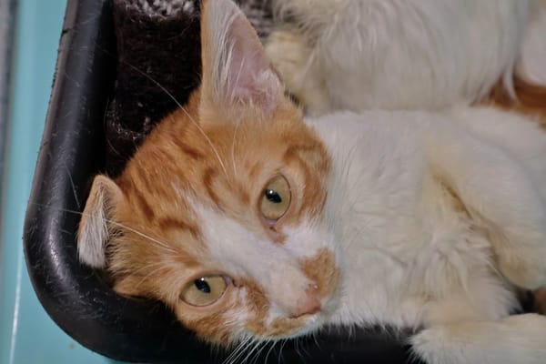 Litchi (en cours d'adoption)