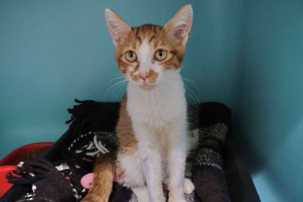 Litchi (en cours d'adoption)