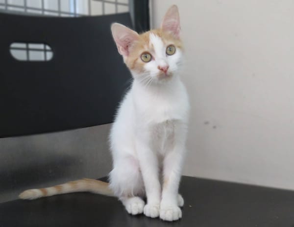 SACHA (réservée)