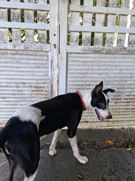 🐾 PANDA, mâle BERGER CREOLE, jeune loulou plein de vie 🐾