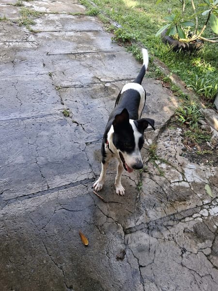🐾 PANDA, mâle BERGER CREOLE, jeune loulou plein de vie 🐾