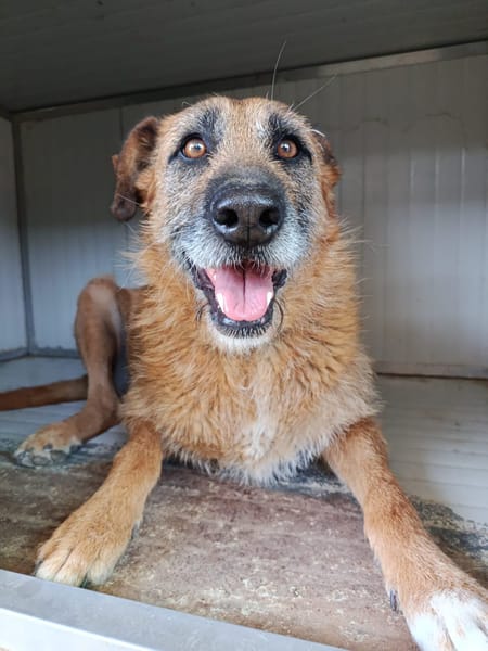 NINA (Union Animal)