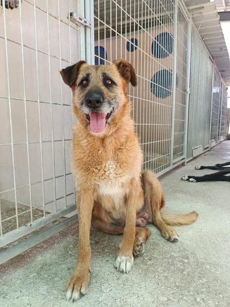 NINA (Union Animal)