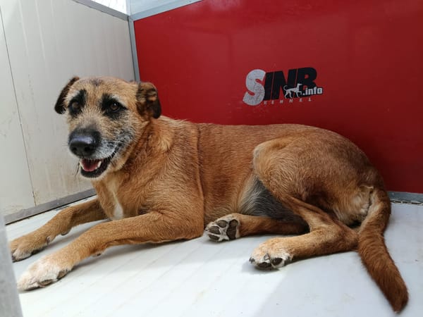 NINA (Union Animal)