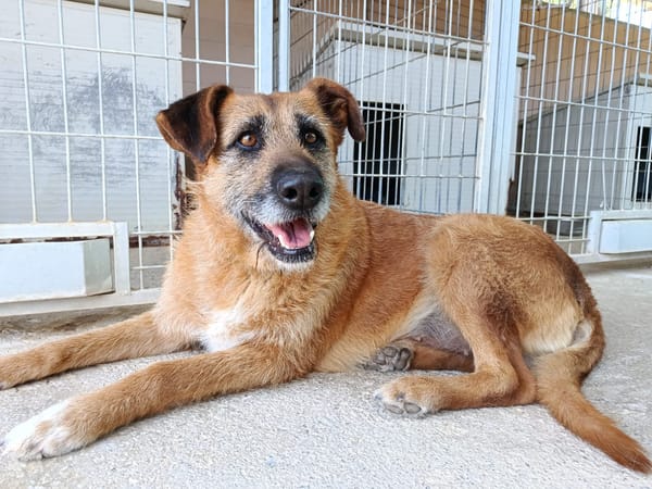 NINA (Union Animal)