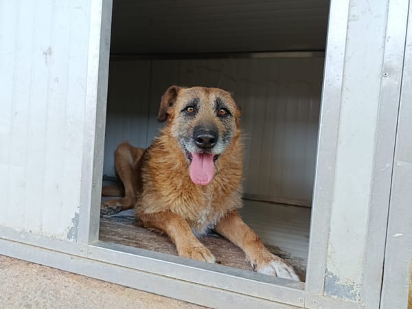 NINA (Union Animal)