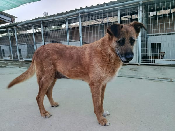 NINA (Union Animal)