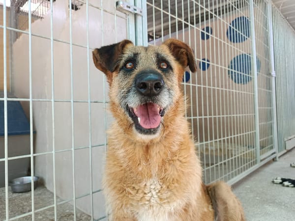 NINA (Union Animal)