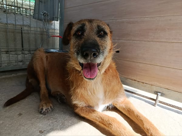 NINA (Union Animal)