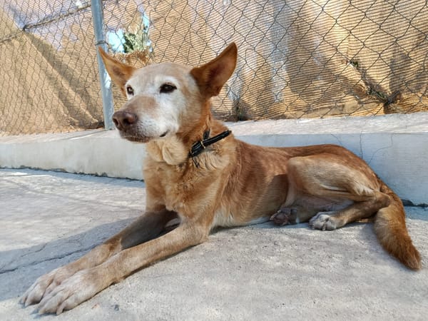 HERMES (Union Animal)