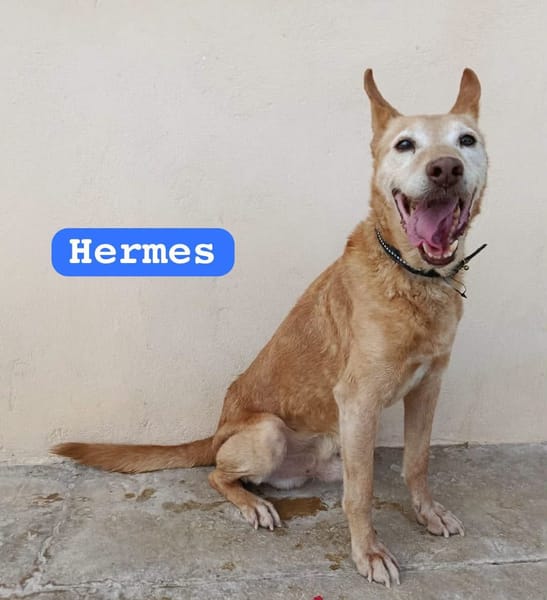 HERMES (Union Animal)