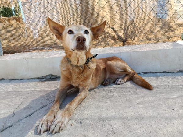 HERMES (Union Animal)