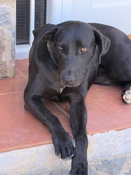 EVELIN (Los Reyes)
