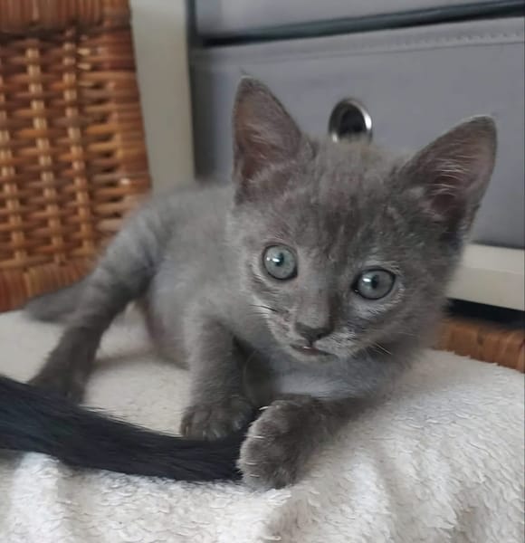 ILDUT À ADOPTER AVEC UN CHAT DÉJÀ PRÉSENT CHEZ VOUS