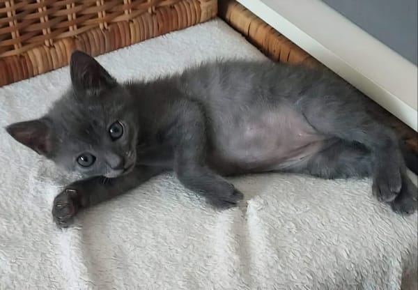 ILDUT À ADOPTER AVEC UN CHAT DÉJÀ PRÉSENT CHEZ VOUS