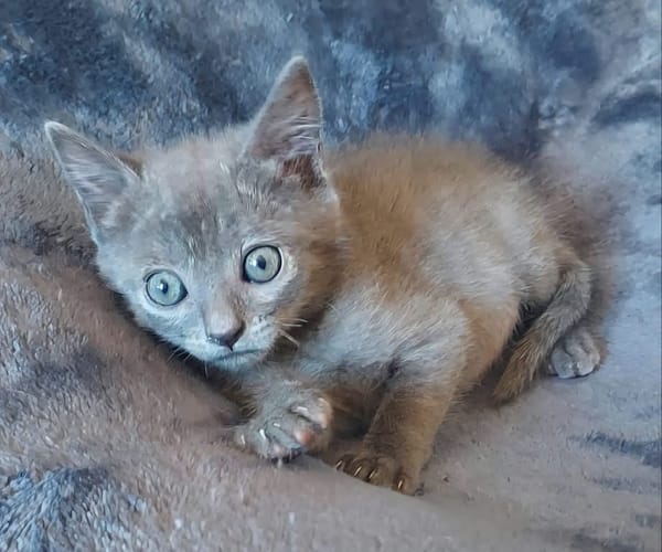 ILDUT À ADOPTER AVEC UN CHAT DÉJÀ PRÉSENT CHEZ VOUS