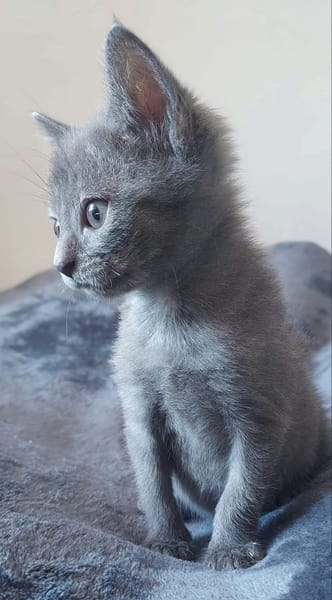 ILDUT À ADOPTER AVEC UN CHAT DÉJÀ PRÉSENT CHEZ VOUS