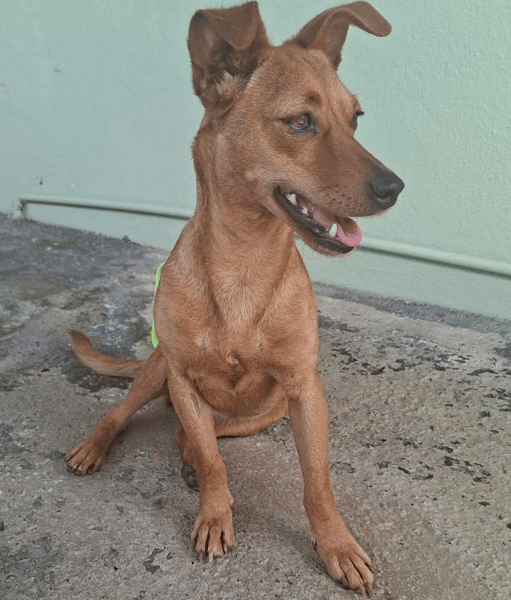 Cerise