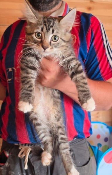 Mau