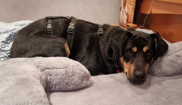 Ivana - beschützende Mama - sucht ihre Familie die sie liebt