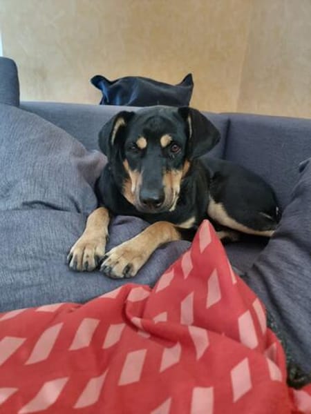 Ivana - beschützende Mama - sucht ihre Familie die sie liebt