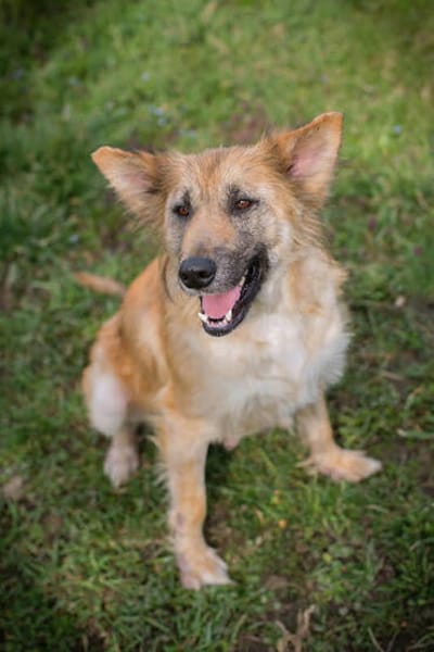 NALA  Liebevolle Hundemama sucht ihr eigenes Glück