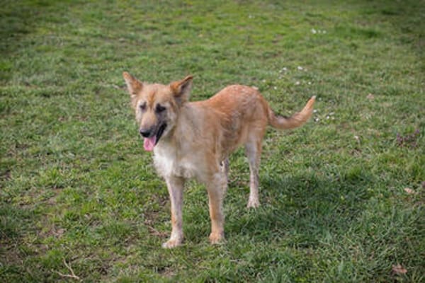 NALA  Liebevolle Hundemama sucht ihr eigenes Glück