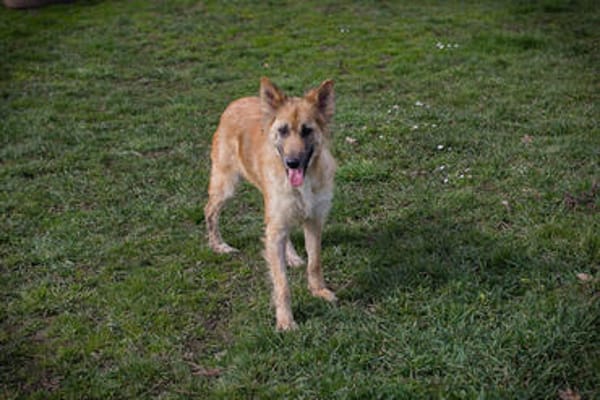 NALA  Liebevolle Hundemama sucht ihr eigenes Glück