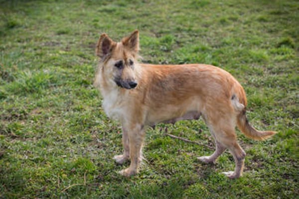 NALA  Liebevolle Hundemama sucht ihr eigenes Glück