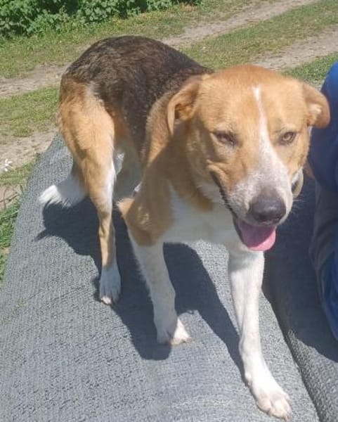 Buddy 💙 sucht Happy-Home